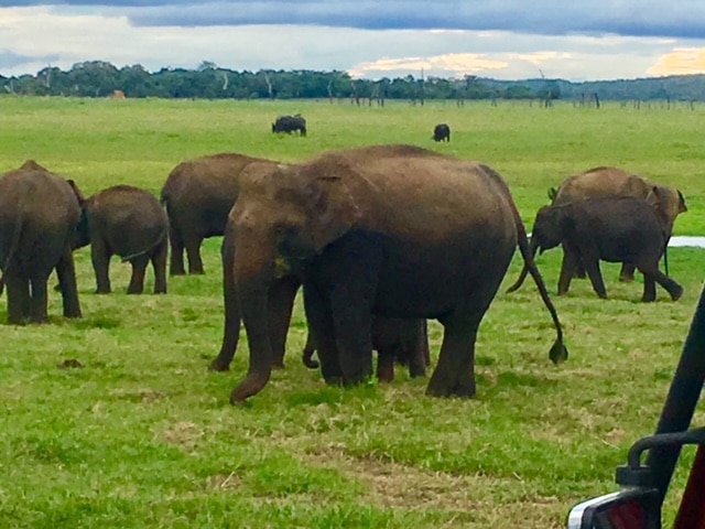 elephants sri lanka