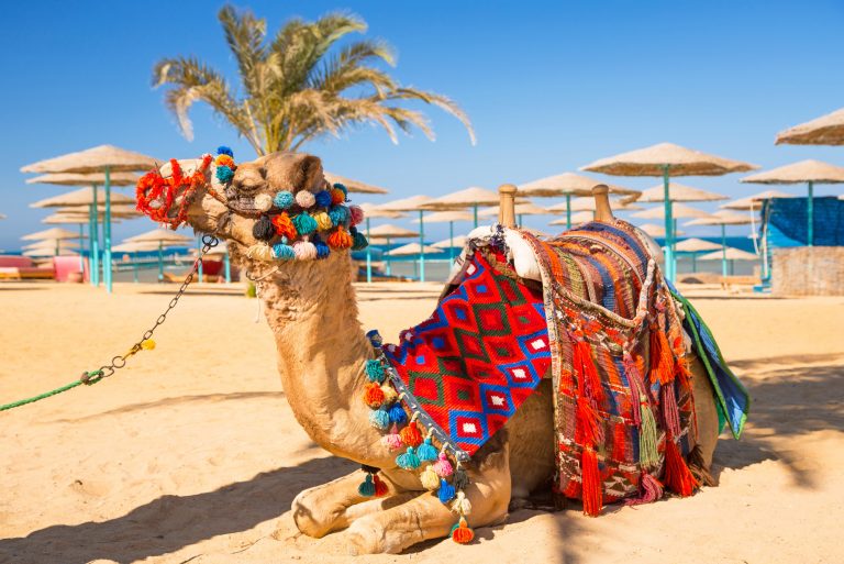 Camel resting in shadow on the beach of Hurghada, Egypt